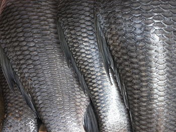 [350px-Fish_scales[3].jpg]